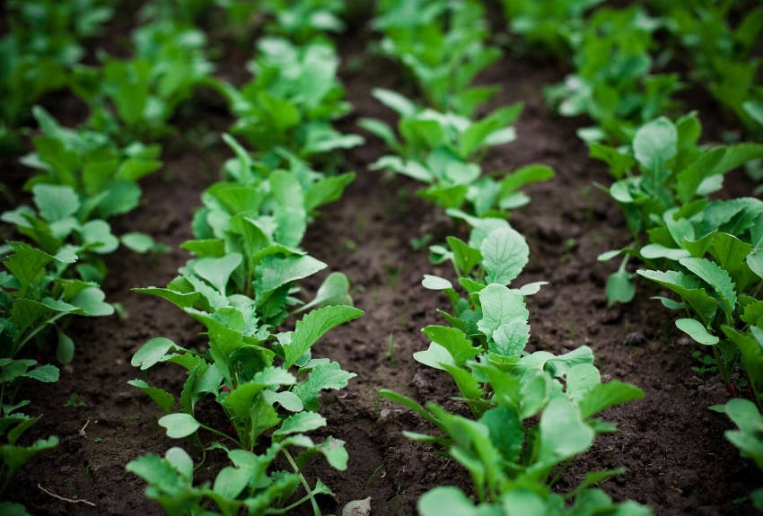 Radishes in rows